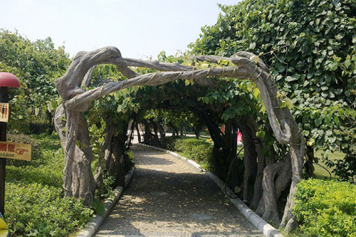 13髣木(mu)樹(shu)籐葡(pu)萄(tao)架.jpg